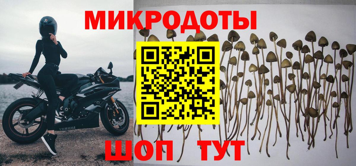 Псилоцибиновые грибы Psilocybine cubensis Белореченск